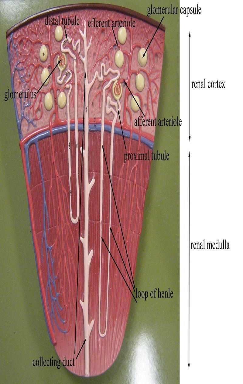 Nephron | Medical anatomy, Kidney anatomy, Physiology