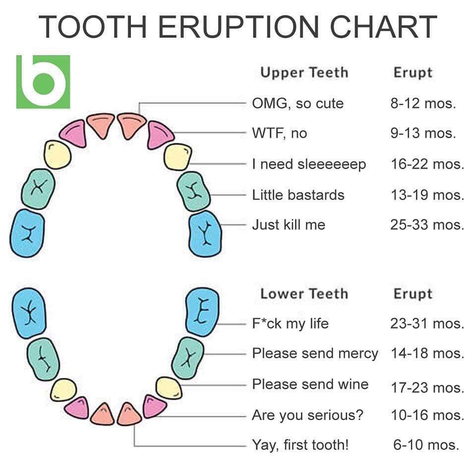 Pediatric Tooth Eruption Chart