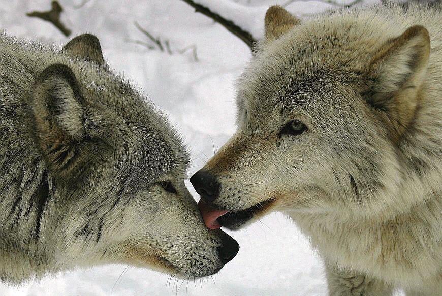 Pin on Loups et garou