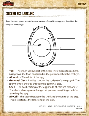 4th Grade Science worksheets | Chicken Egg Labeling - Free 4th Grade ...