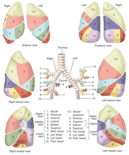 Lung Segmental Anatomy - Anatomy Reading Source