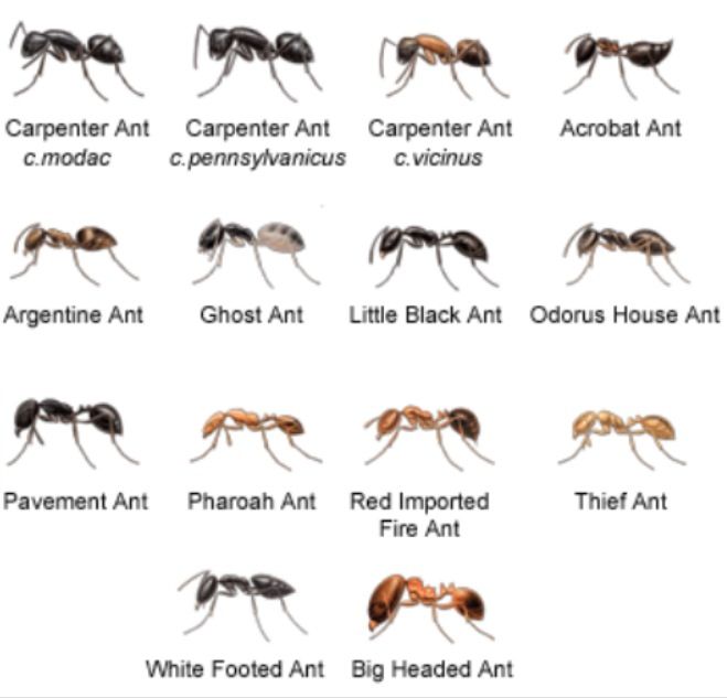 Ant Species, Insect Species, Fire Ant Bites, Ant Prevention, Ant Pest ...