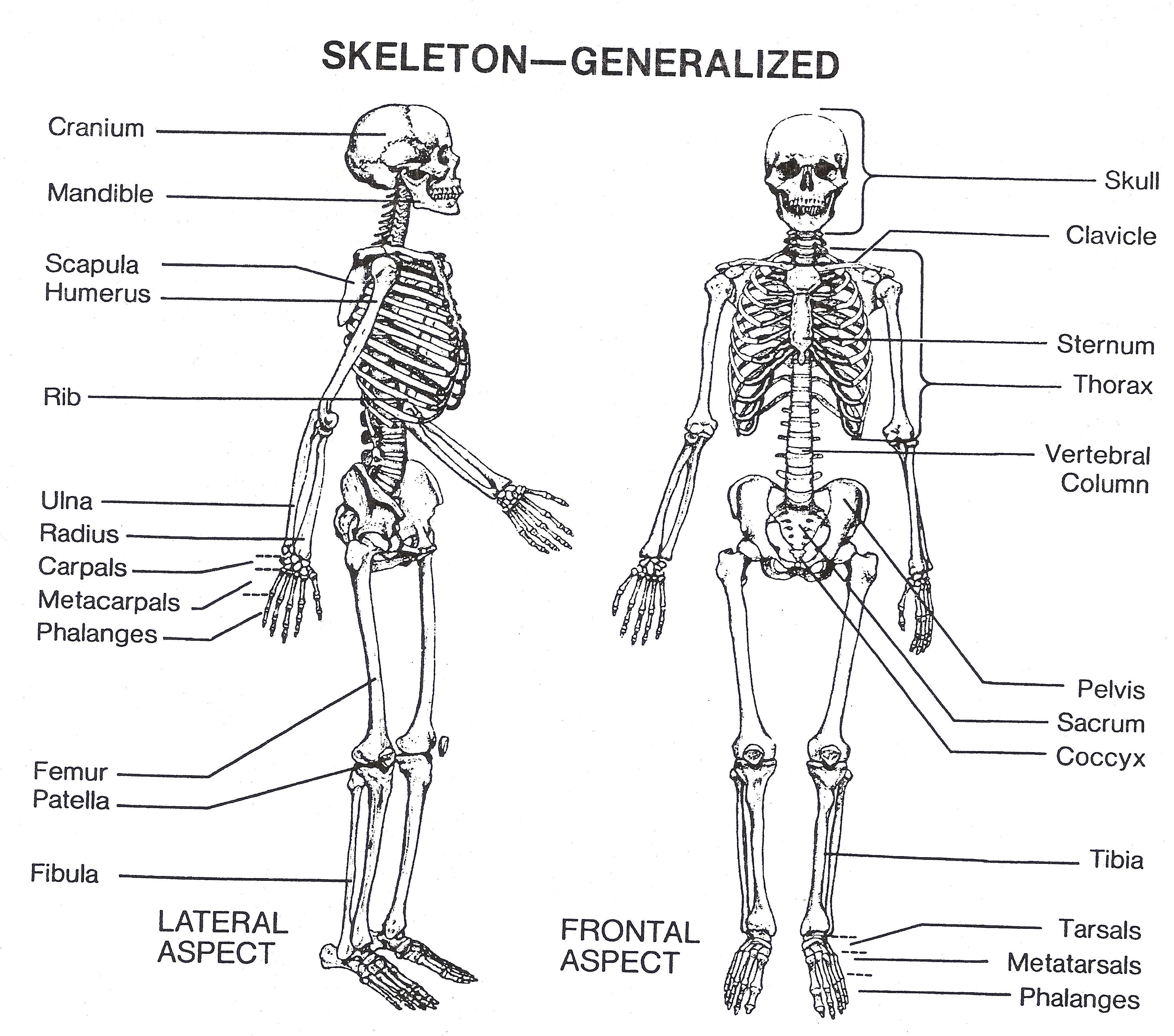 Human Skeleton Printout