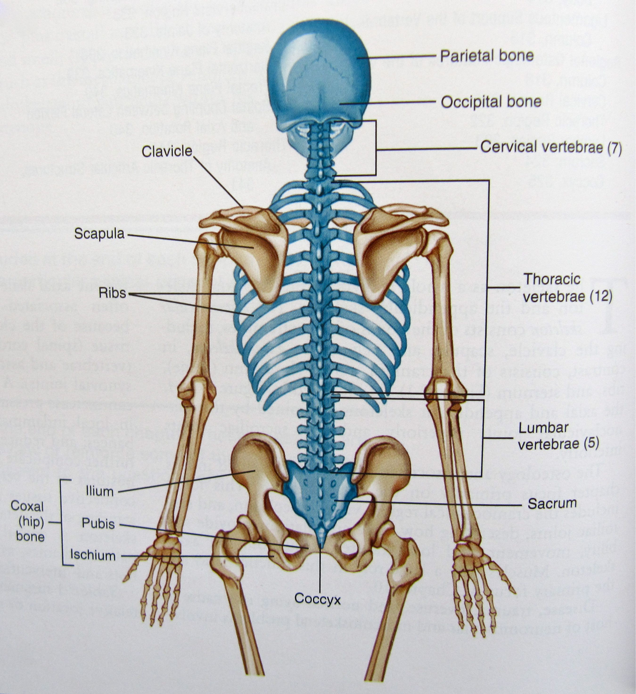 Axial Skeleton Labeling