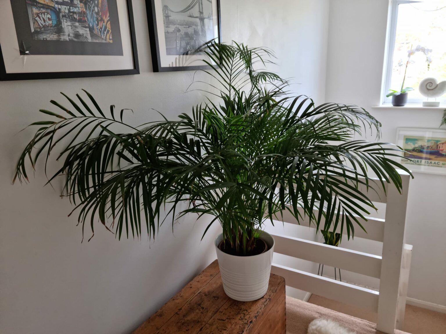 How to grow and care for chamaedorea elegans parlor palm plant – Artofit