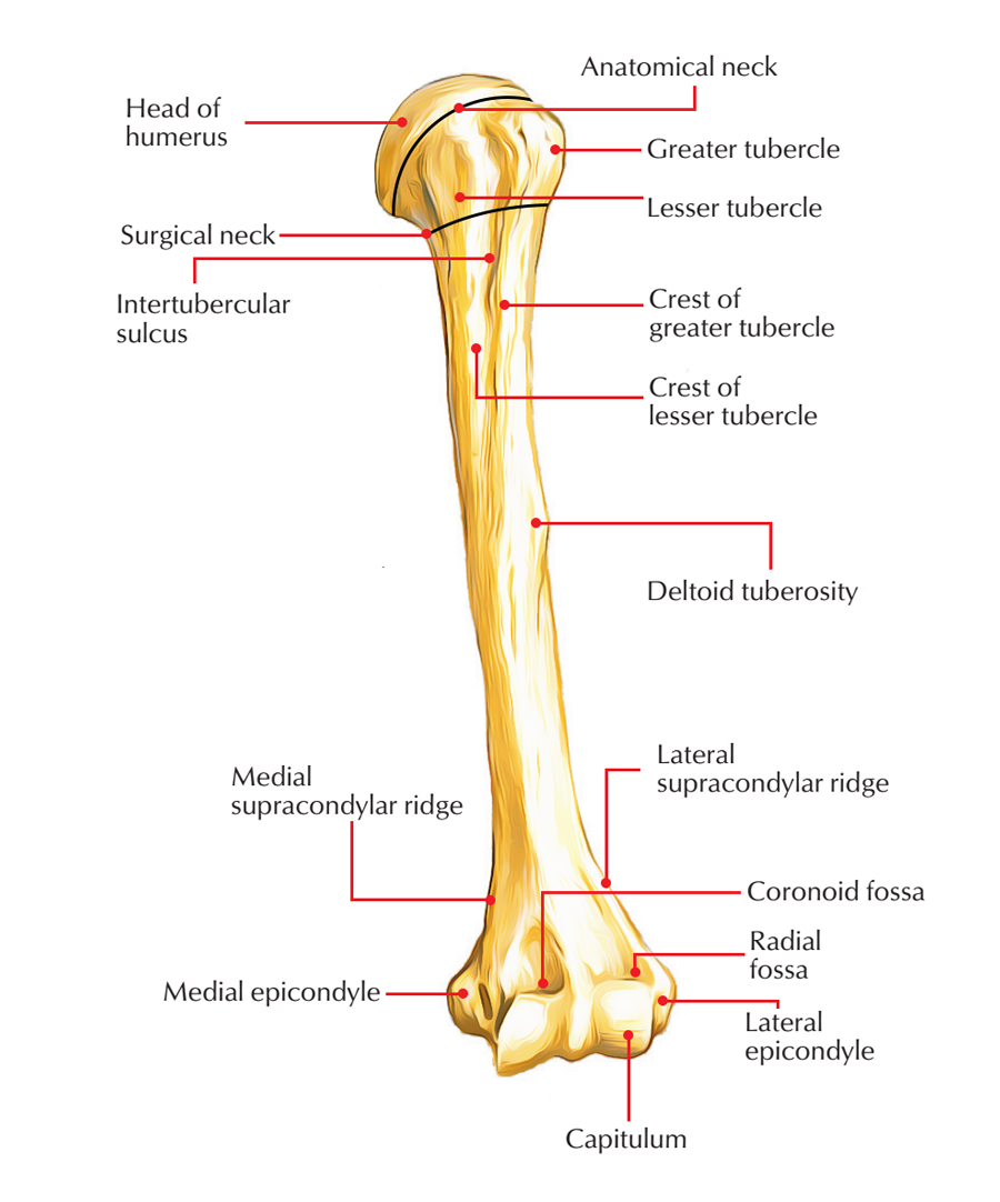 Humerus Bone | Basic anatomy and physiology, Anatomy bones, Anatomy ...