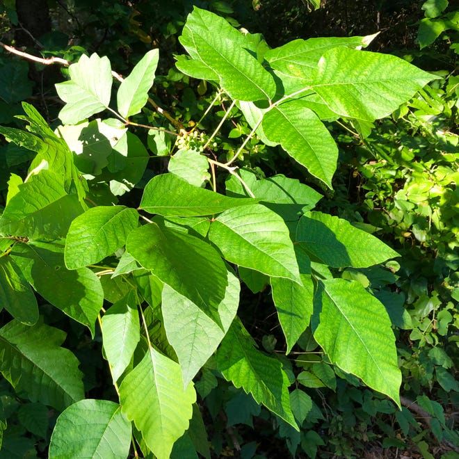 Here s how you can identify and control poison ivy oak and sumac in ...