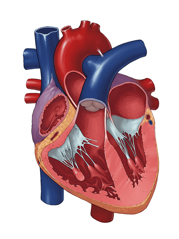 Heart Poster Assets on Behance | Human heart diagram, Human heart ...