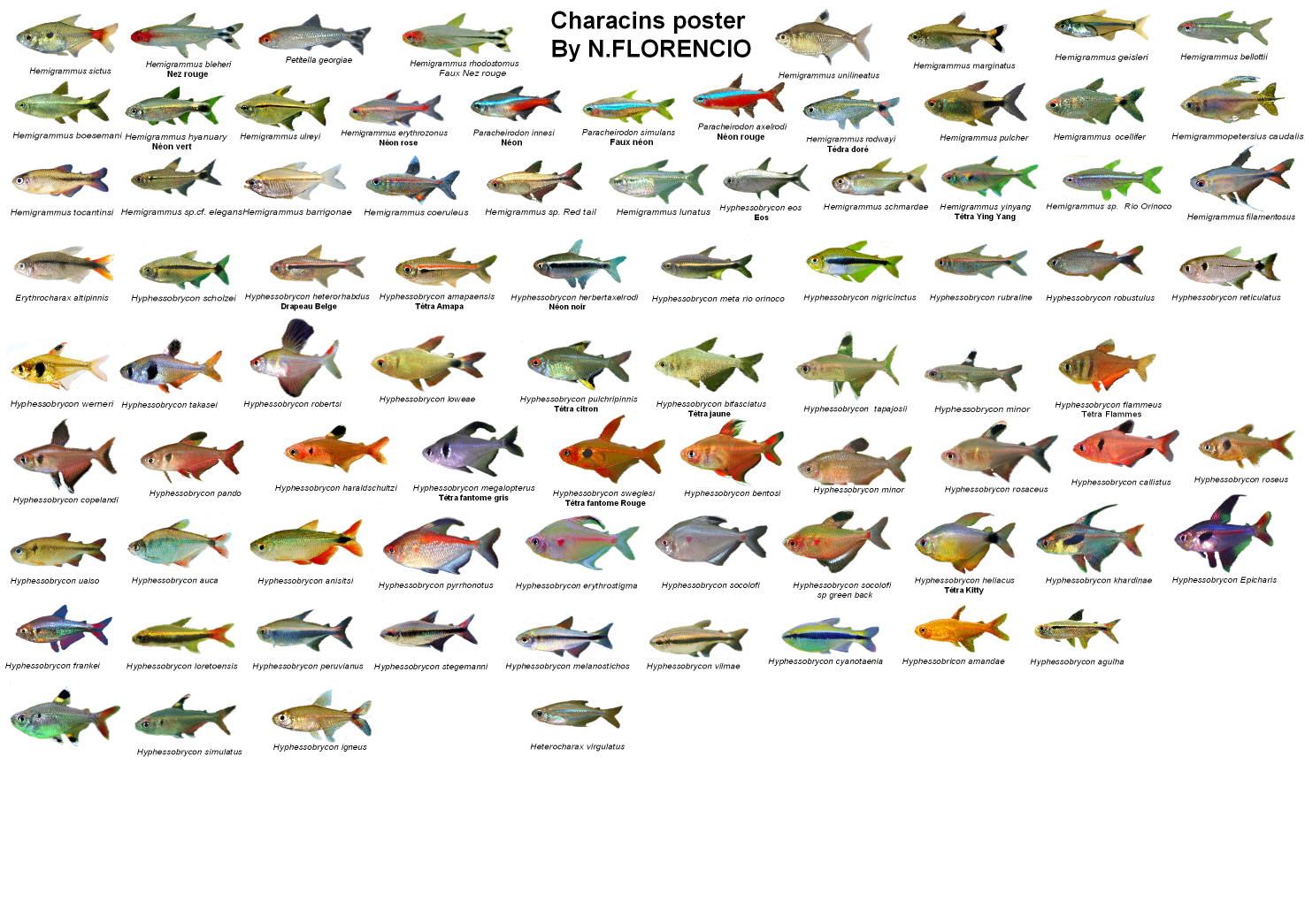 Freshwater Fish Chart Fish Chart Types Of Fish Freshw - vrogue.co