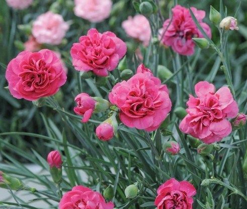 Hasil Gambar Untuk Bunga Anyelir Flores De Iris Rosas Vermelhas Rosas