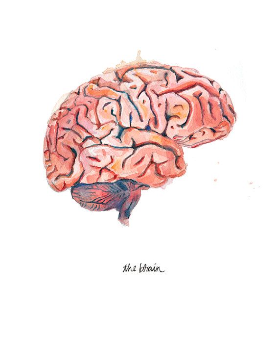 The Human Brain Sagittal View Watercolor Print by LyonRoad Brain ...