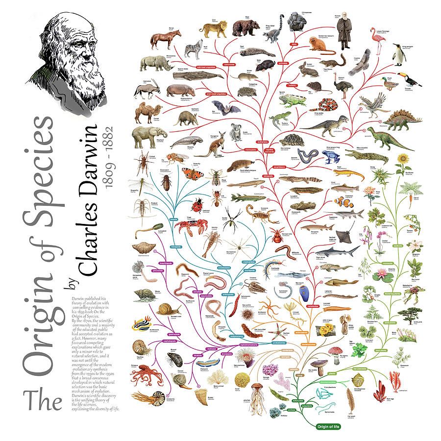 Evolution Tree By Charles Darwin