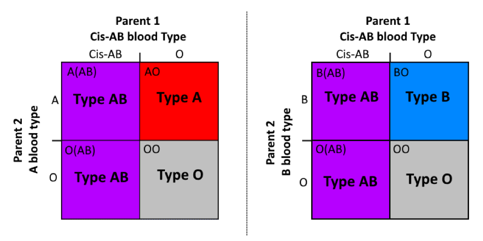 Blood Type Phenotype Chart