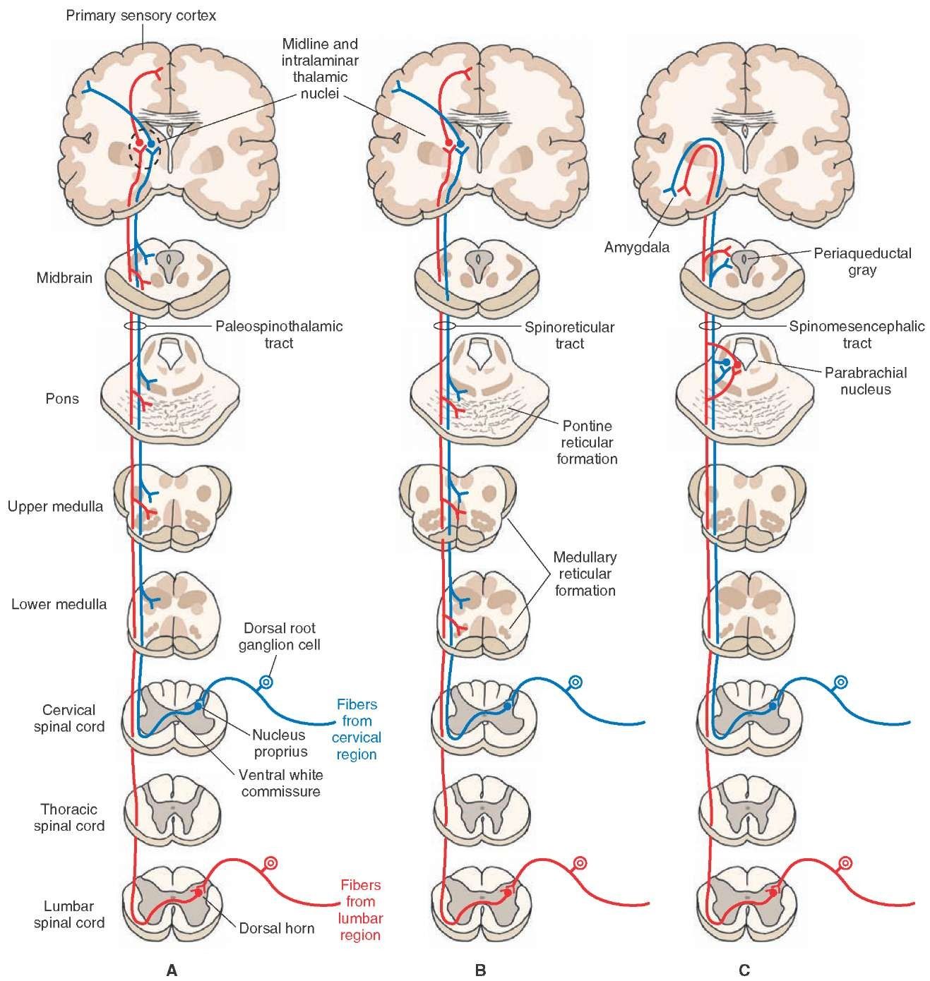 Neuro anatomy | Nervous system parts, Nervous system anatomy, Medical ...