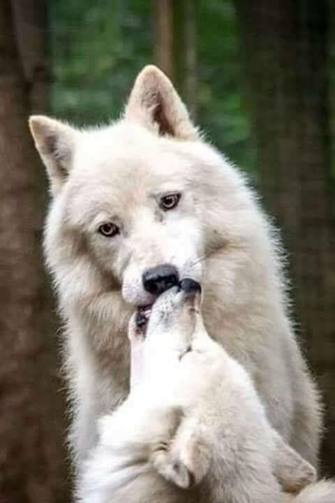 Wolf Husky, Wolf Pup, Wolf Love, Grey Wolf, Big Wolf, Animals And Pets ...