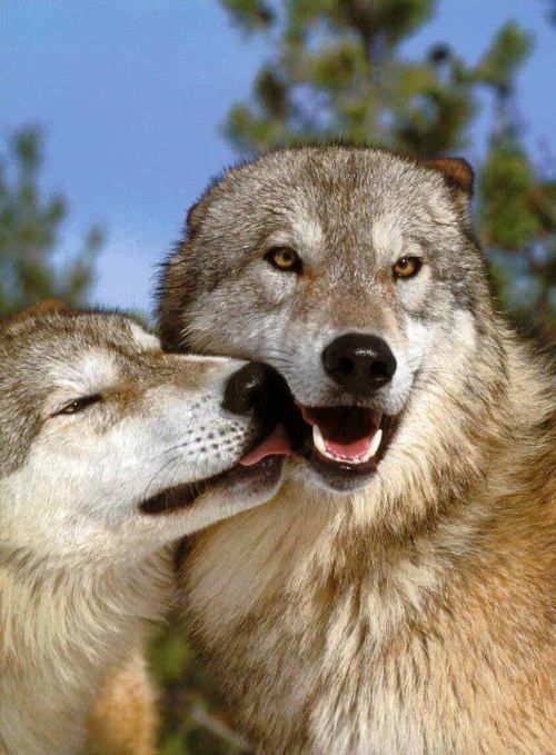 Pin de Tammie Junkin en Beautiful Wolves | Imagenes de animales tiernos ...