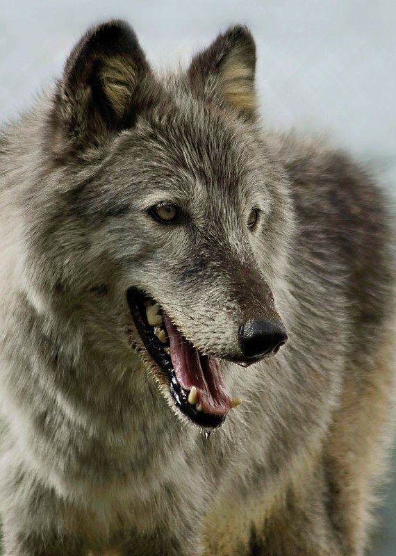 Hopa wolf at the Conservators' Center in North Carolina. | Grey wolf ...