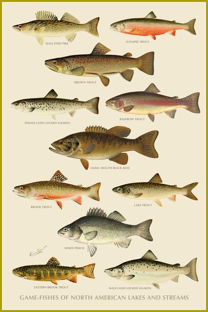 'Game-Fishes of North American Lakes and Streams' - Pike, trout, salmon ...