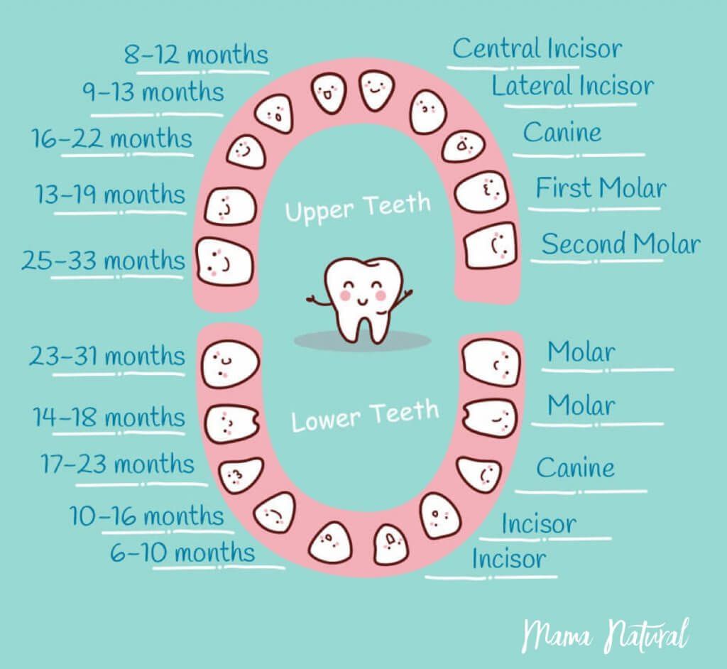 Baby Teeth Chart: What Order Do They Come In? Baby Teething Chart, Baby ...