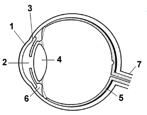 The Eye Diagram Worksheet