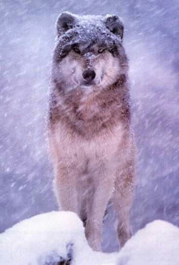 Pin on Wolves allure~ | Dogs, Husky, Animals