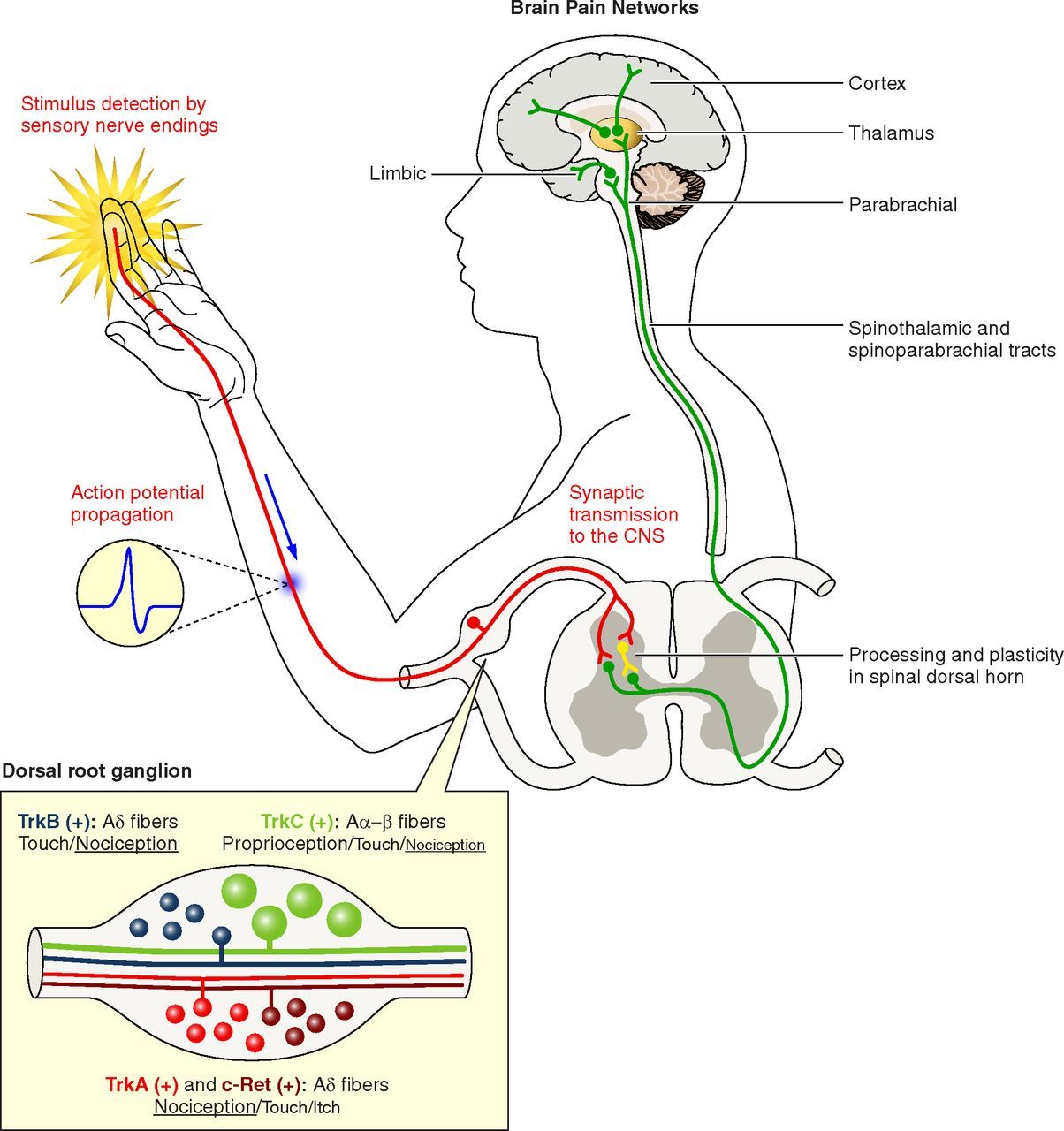 Lista 91+ Foto Neurona Aferente Interneurona Y Neurona Eferente Actualizar