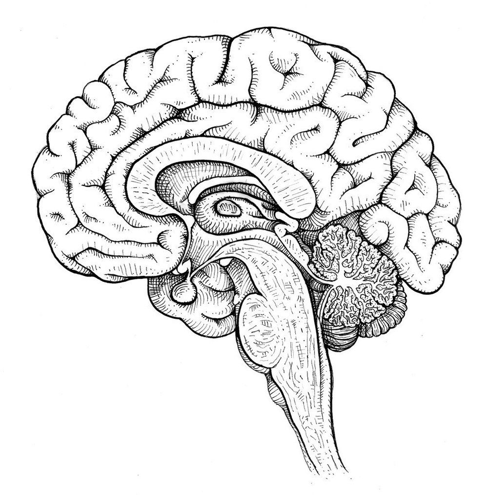 a black and white drawing of a human brain with the cerebratorys visible