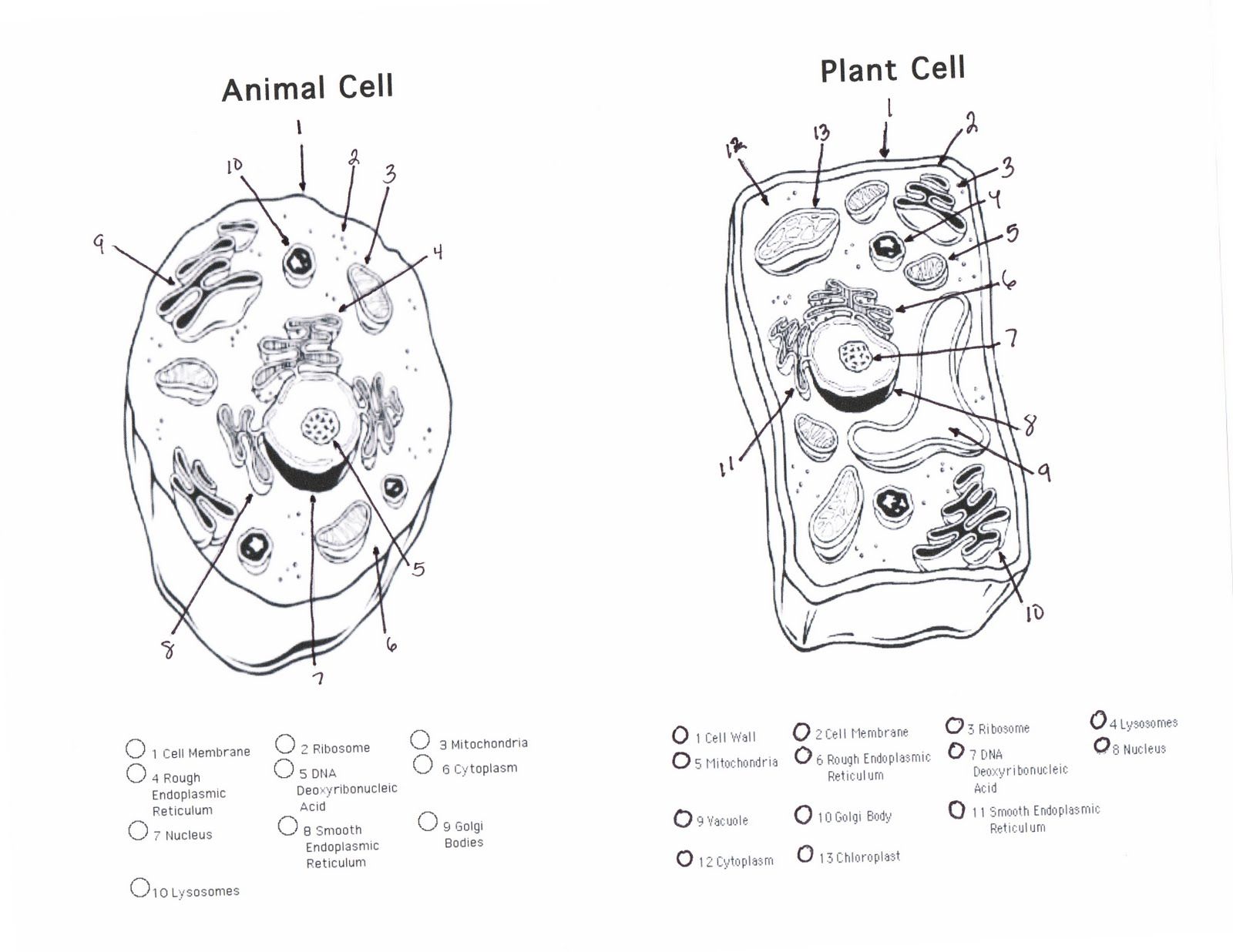 Dr. Gayden's Science Class: April 2010 | Animal cells worksheet, Plant ...