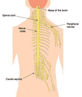 Peripheral Nerve Disorders | Nerve disorders, Peripheral nerve, Spinal