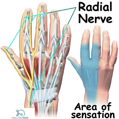 Radial Nerve : Course, Motor, Sensory & Common Injuries » How To Relief ...