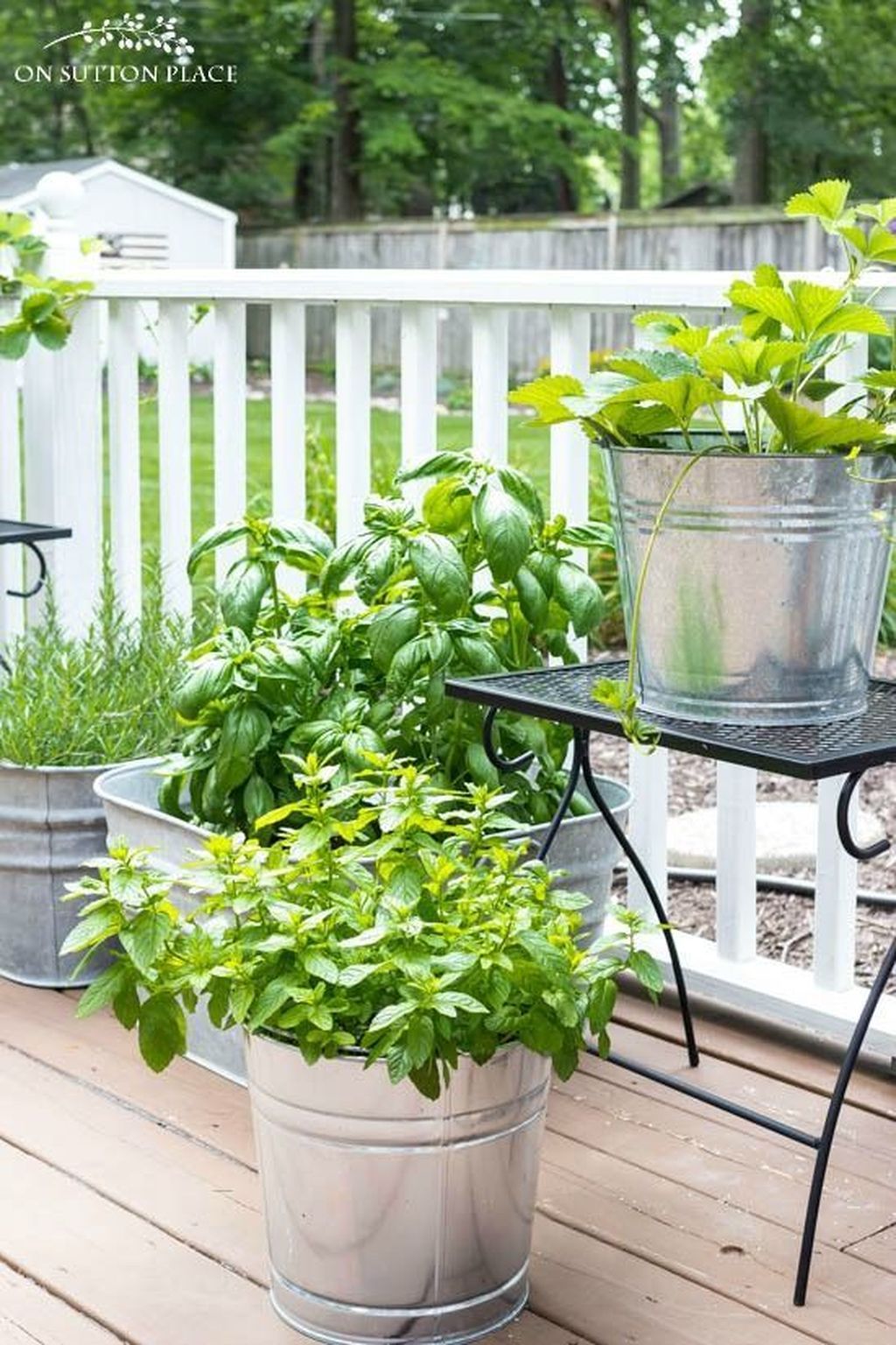 Pin by Darren Oxnard on Garden ideas Container herb garden, Tomato