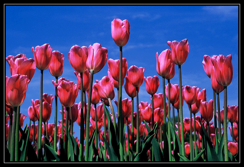 elinka | Pink tulips, Pink, Painting