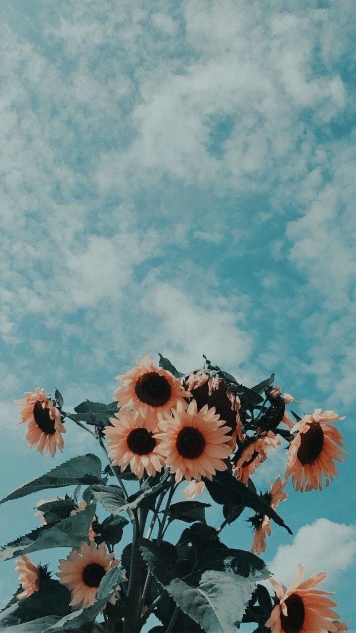 17 wallpaper para usar no plano de fundo do celular ou posts do Instagram |  Imagem de fundo para iphone, Papel de parede para iphone, Wallpaper pastel