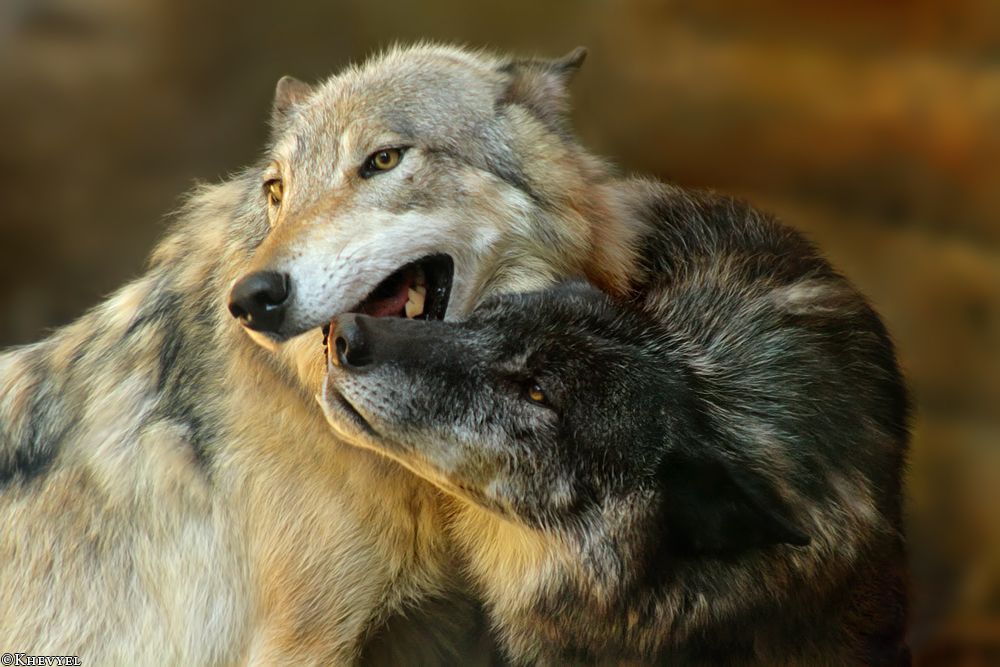 Happy Parents by Khalliysgraphy on deviantART | Wolf dog, Wolf photos ...