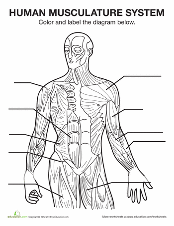 Discover the Inner Workings of Muscles - Educational Worksheet