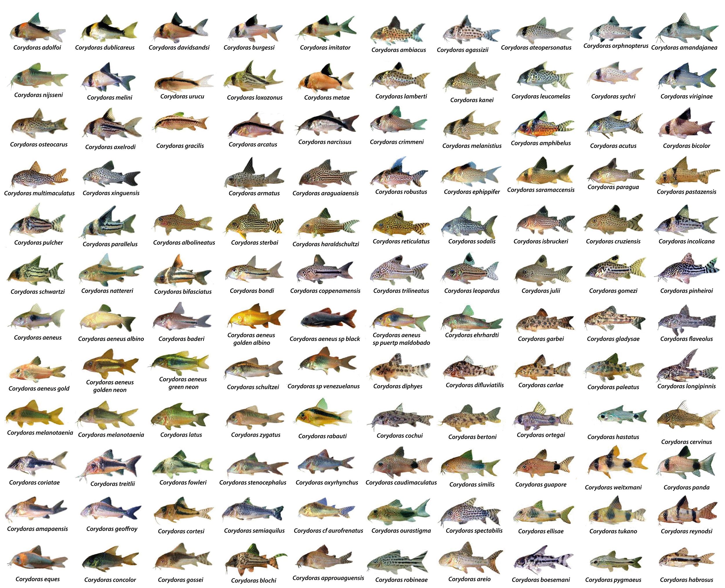 Aquarium Freshwater Fish Compatibility Chart