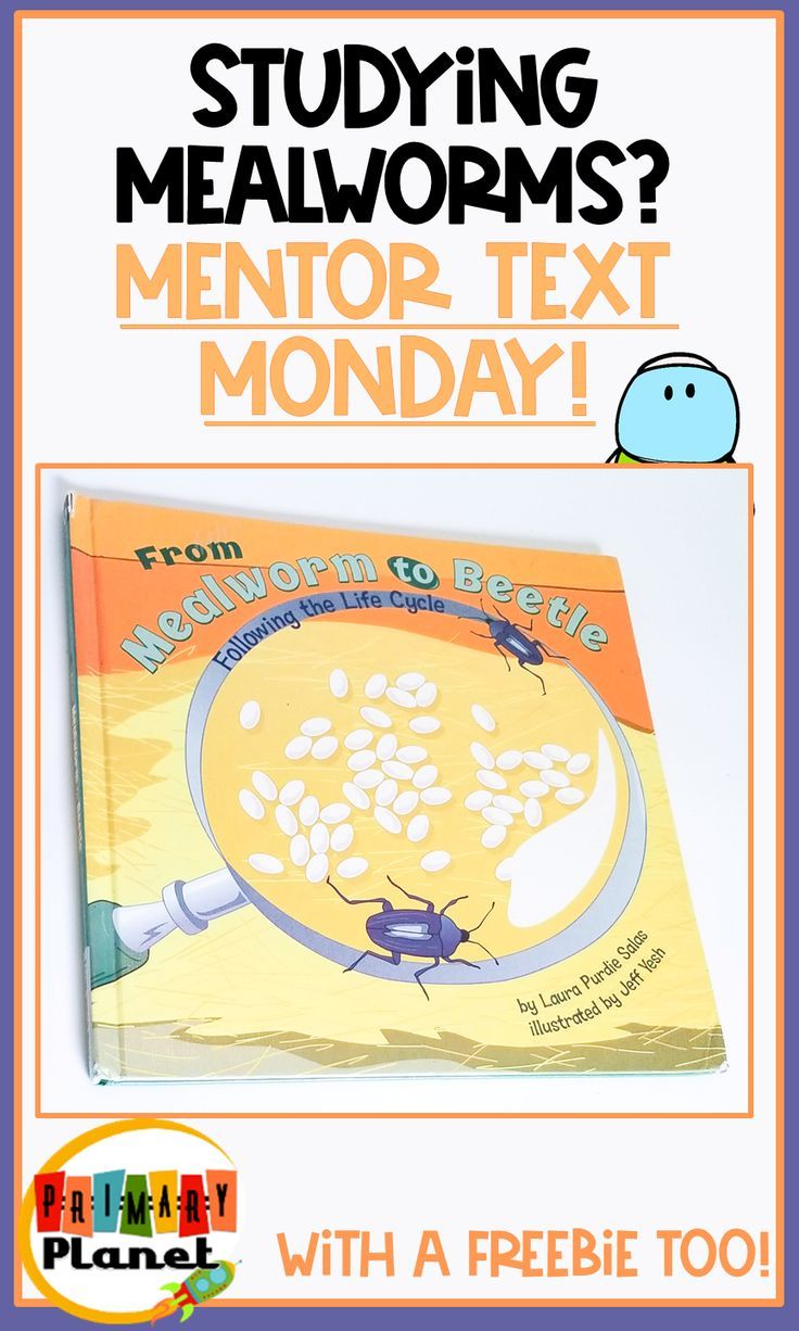 Science Mentor Text for the mealworm life cycle with a free darkling ...