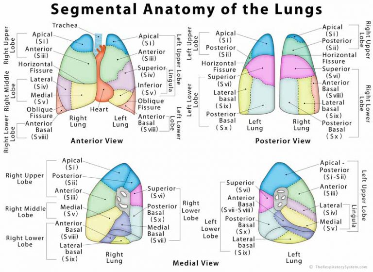 the anatomy of the lungs and their corresponding functions in each ...