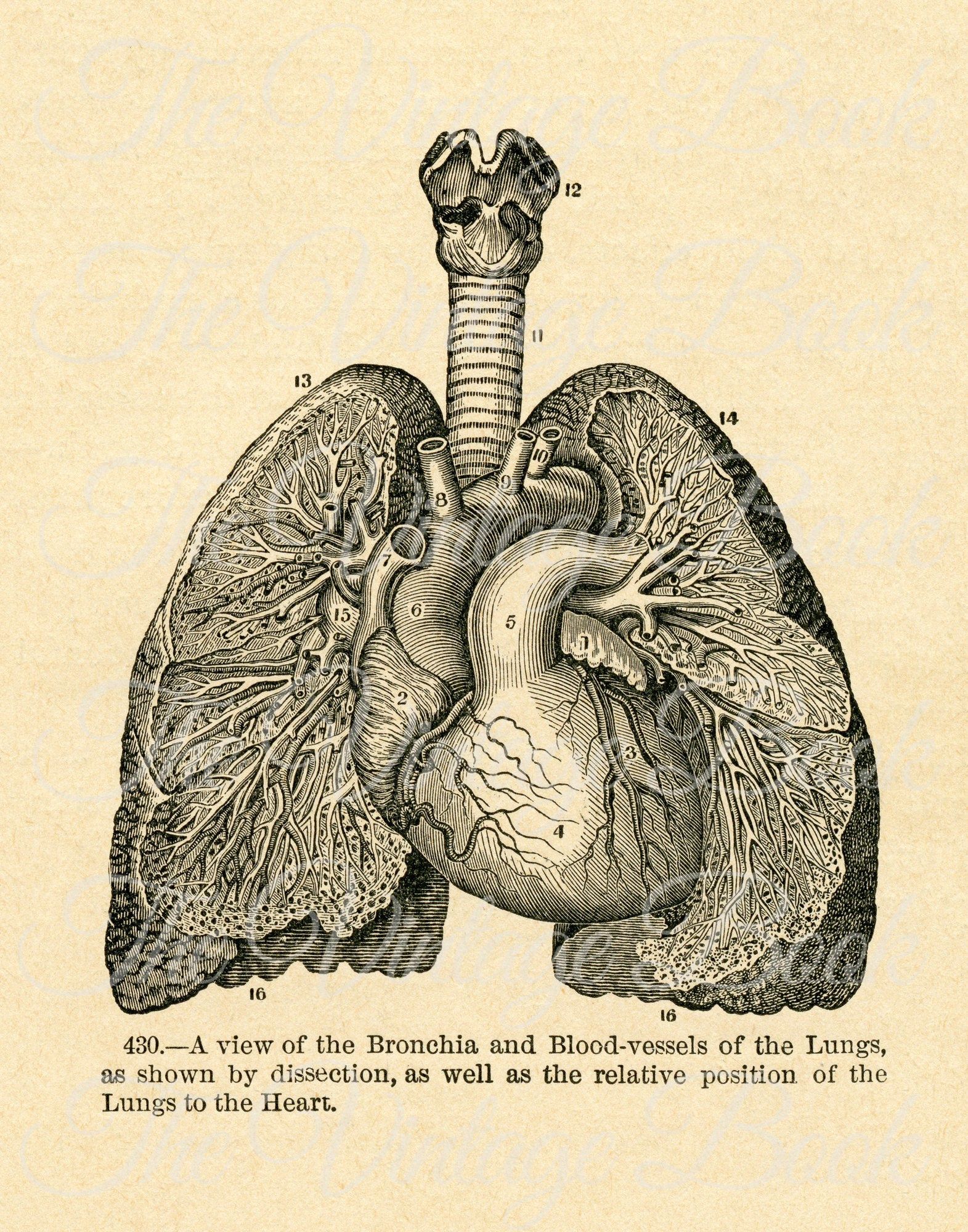 1895 Heart and Lungs Medical Drawing, Anatomy Wall Decor Human Lung ...