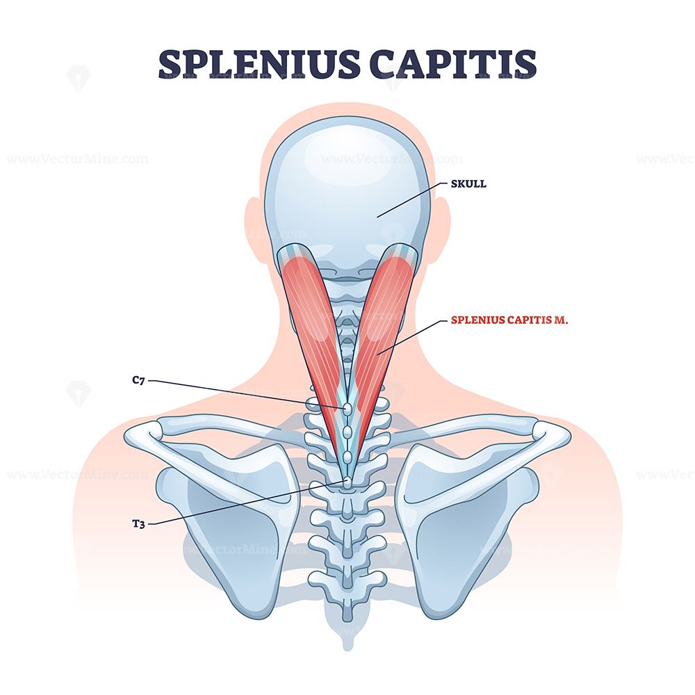 Splenius capitis muscle with anatomical skeletal neck part outline ...