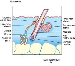 Pin on Skin Disorders