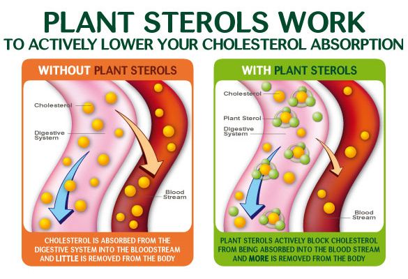 Plant sterols and stanols can assist in reducing LDL cholesterol, when ...