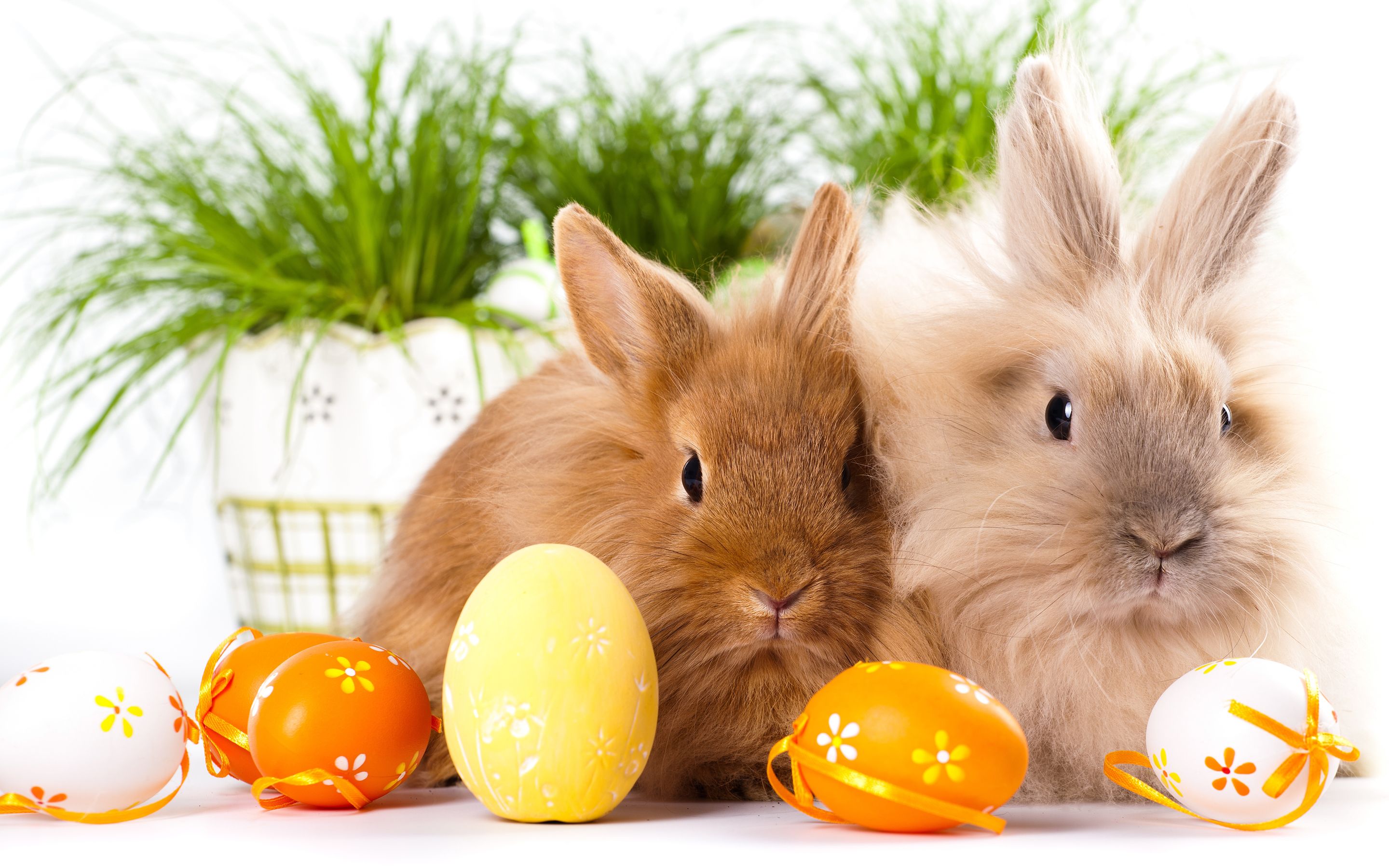 101300 Easter Bunny Stock Photos Pictures  RoyaltyFree Images  iStock   Easter Easter eggs Easter bunny costume