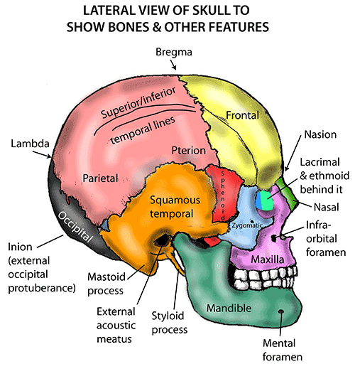 Anatomy quiz bone markings – Artofit