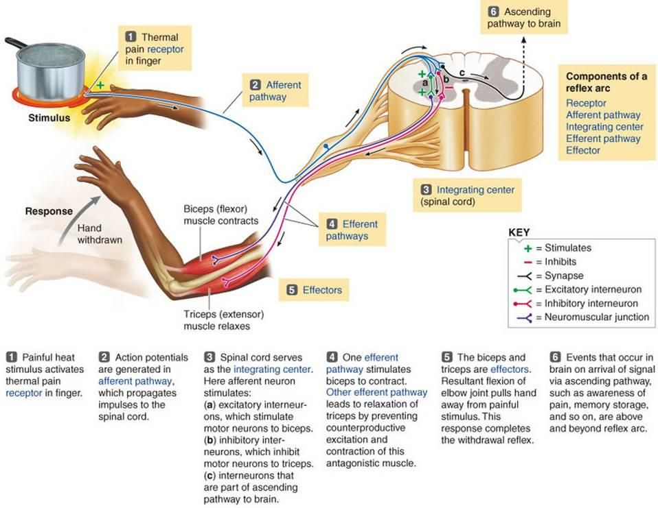 The Reflex Arc | Fisiología, Neuroanatomia, Psicologia