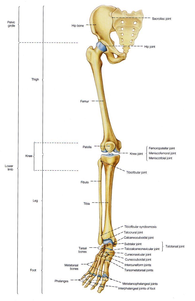 Pin by Vanessa Menezes on Anatomy | Anatomy bones, Human body anatomy ...