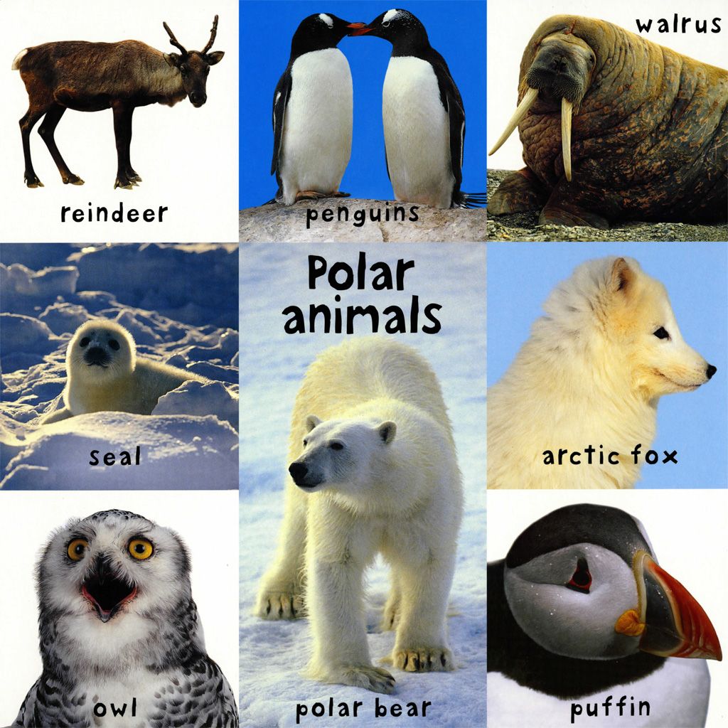 animal children's board books - Google Search | Polar animals, Animals ...