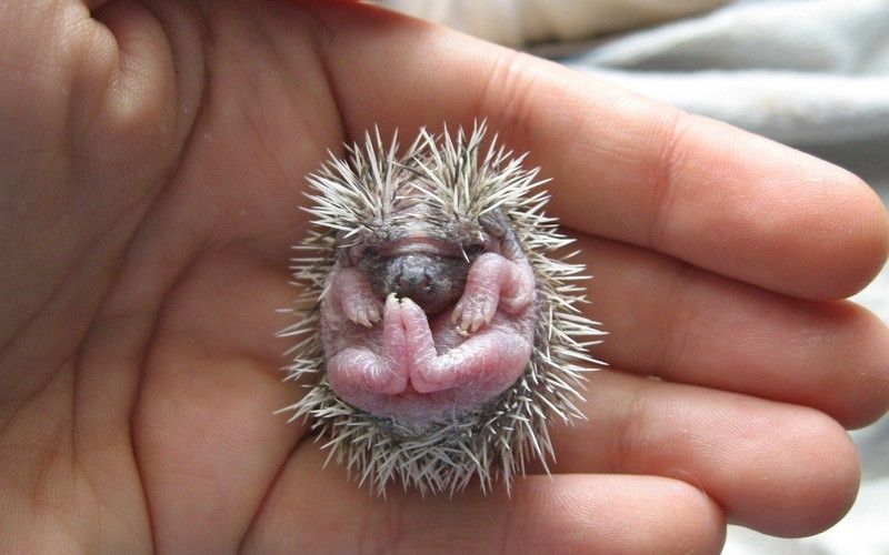 32 Official Names For Baby Animals That Are Too Cute Not To Know Baby Hedgehog Cute Hedgehog Cute Animals