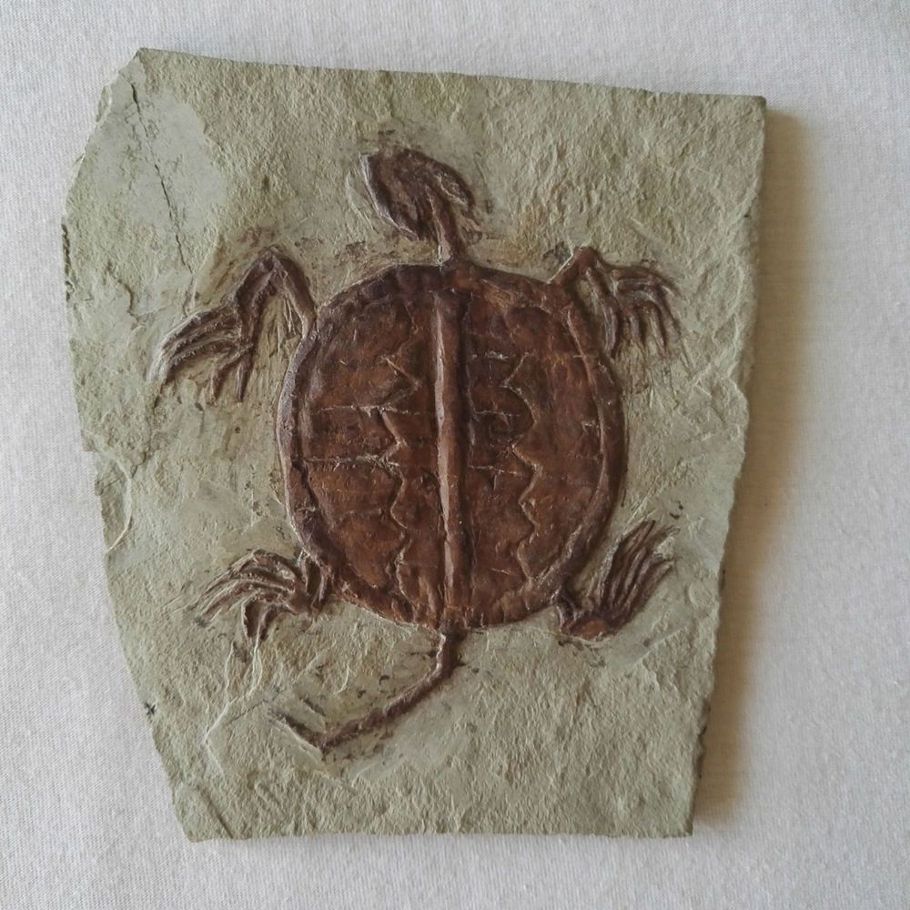 Manchurochelys liaoxiensis Turtle Fossil Skeleton With Skull Claws ...