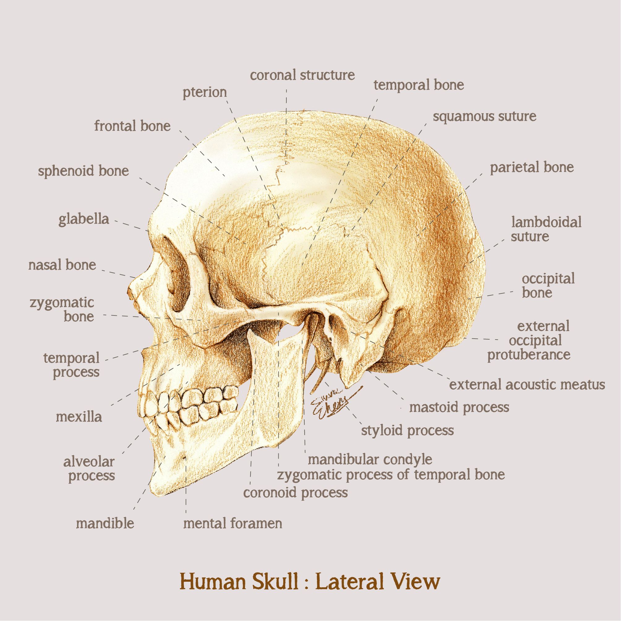 Human Anatomy Lateral View : Ligaments Netter Aspect Tendons Muscles ...